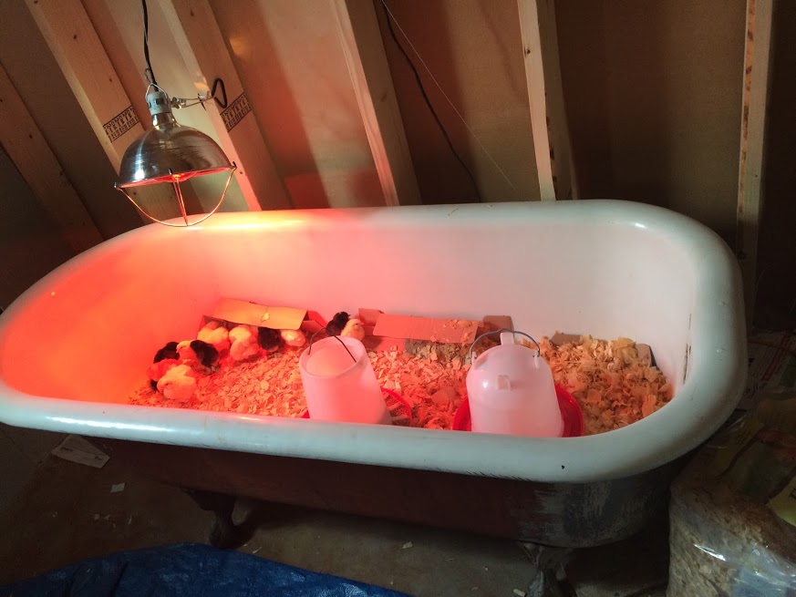 15 little chicks in the bathtub in our basement.