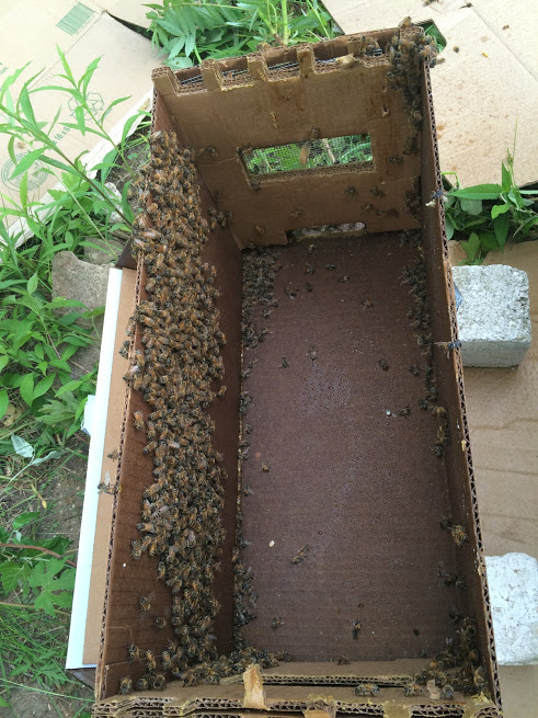 Old box after transferring the bees to their new hive. All the remaining bees soon followed their queen into the hive.